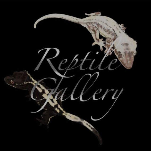 세이블 100%헷아잔틱