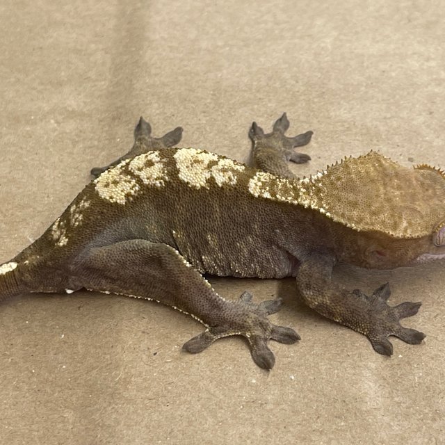100% Het Axanthic