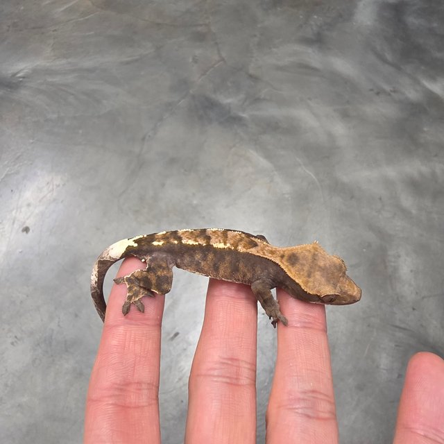 카푸치노 100%헷아잔틱