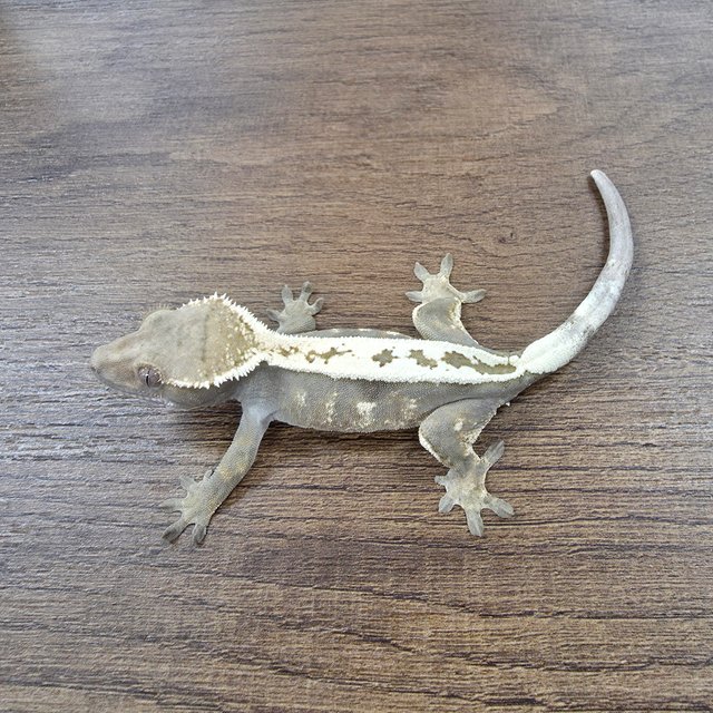 세이블 100%헷아잔틱