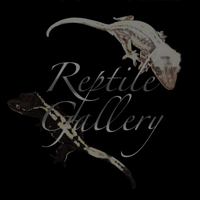 릴리 세이블 100%헷아잔틱