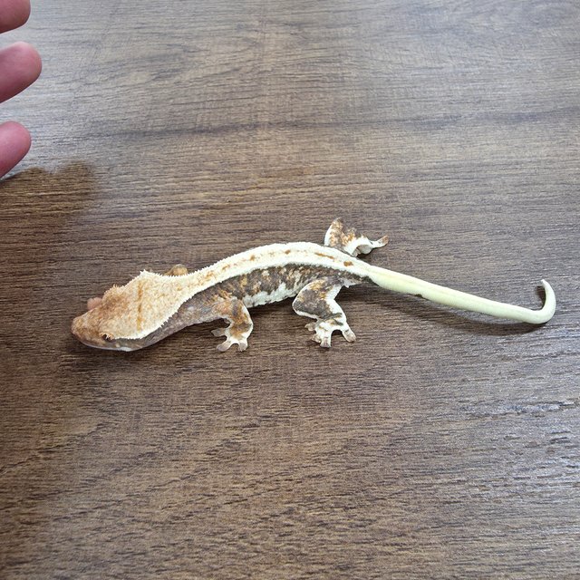 릴리100%헷아잔틱