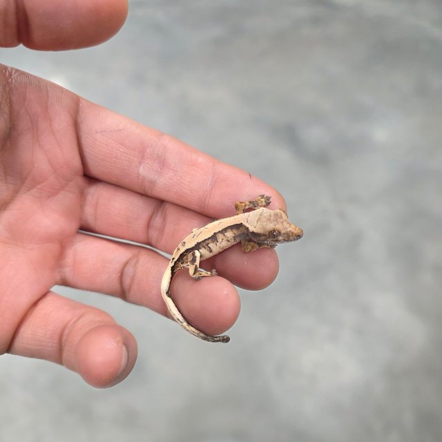 세이블 100%헷아잔틱