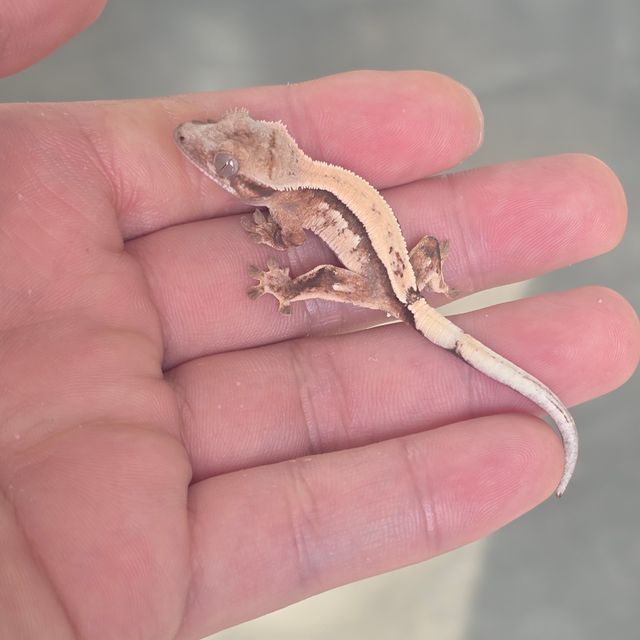 세이블