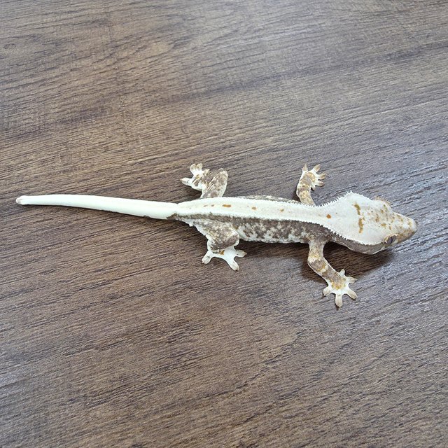 릴리100%헷아잔틱