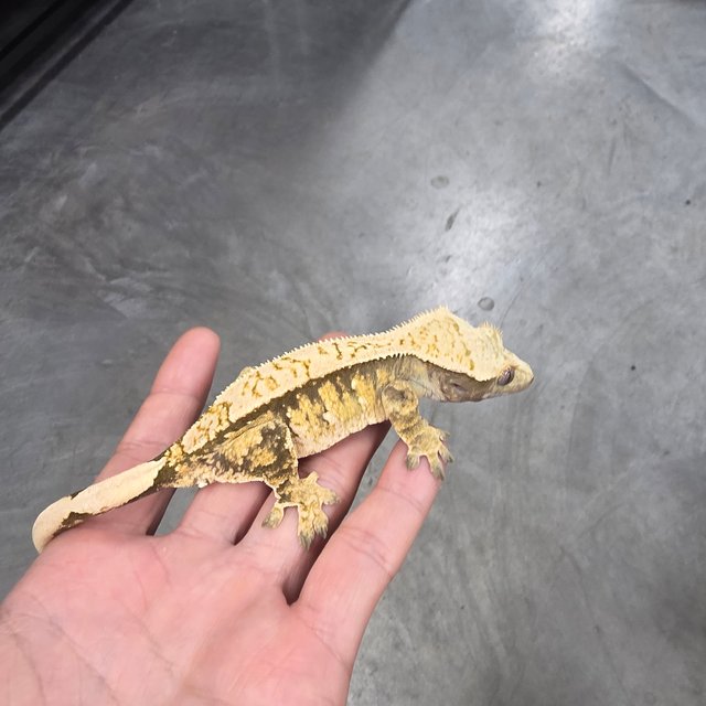 100% Het Axanthic