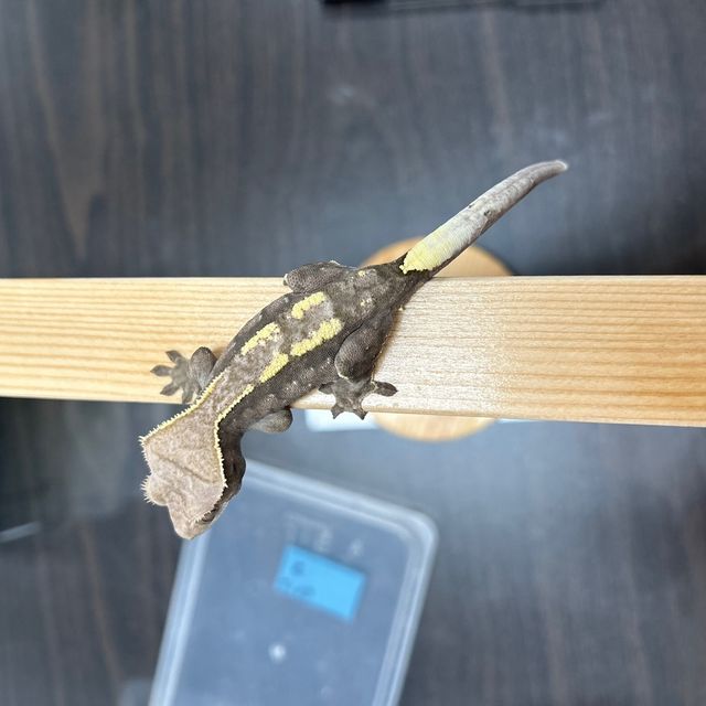 카푸치노