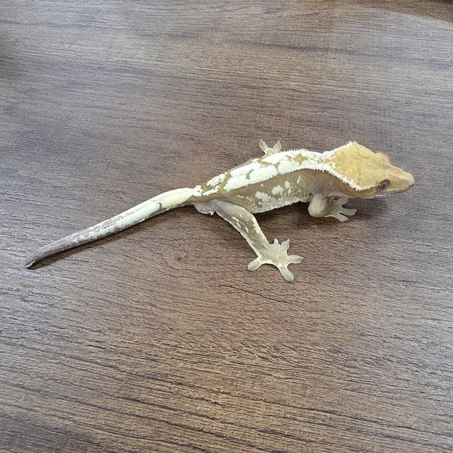 세이블 100%헷아잔틱