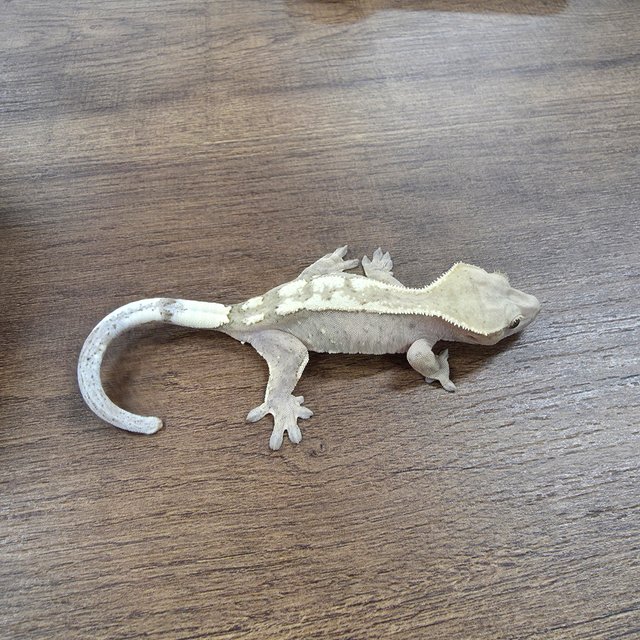 세이블 100%헷아잔틱