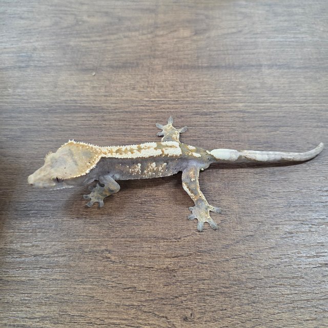 세이블 100%헷아잔틱