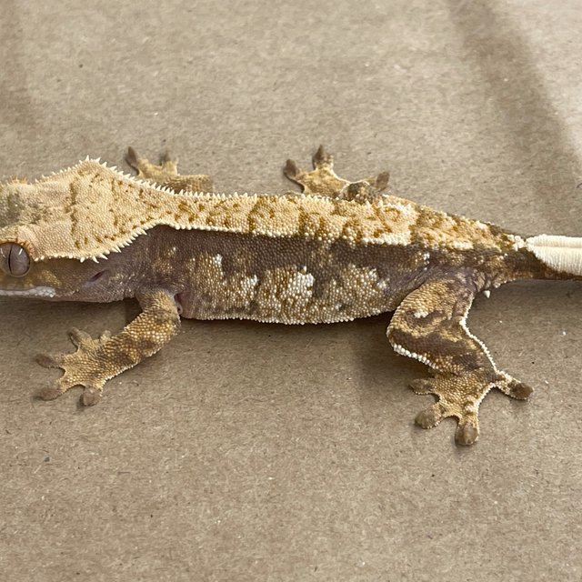 100% Het Axanthic