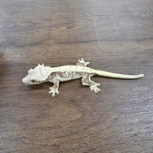 Lilly 100% Het Axanthic