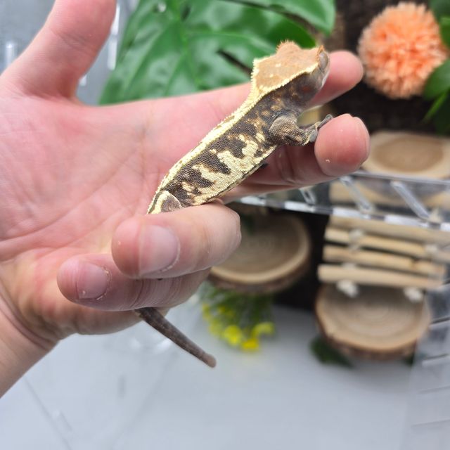 카푸치노