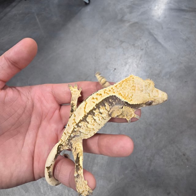 100% Het Axanthic