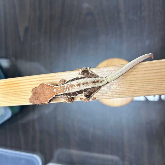 프라푸치노