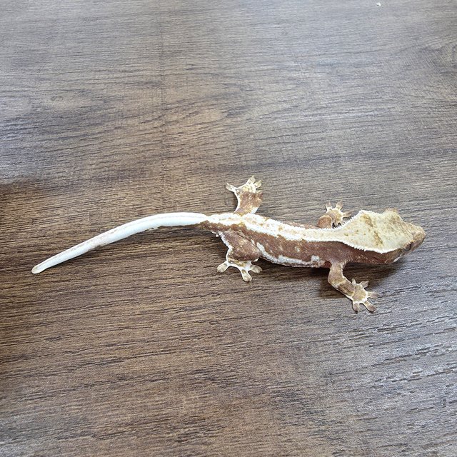 Lilly 100% Het Axanthic