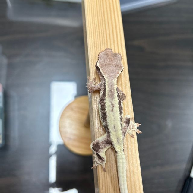 프라푸치노