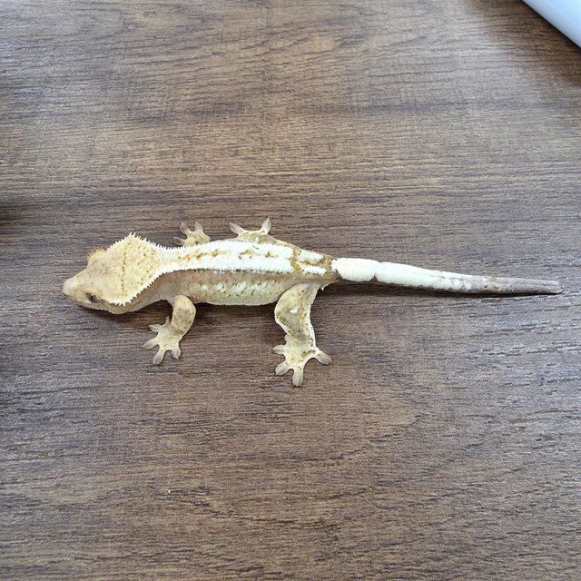 세이블 100%헷아잔틱