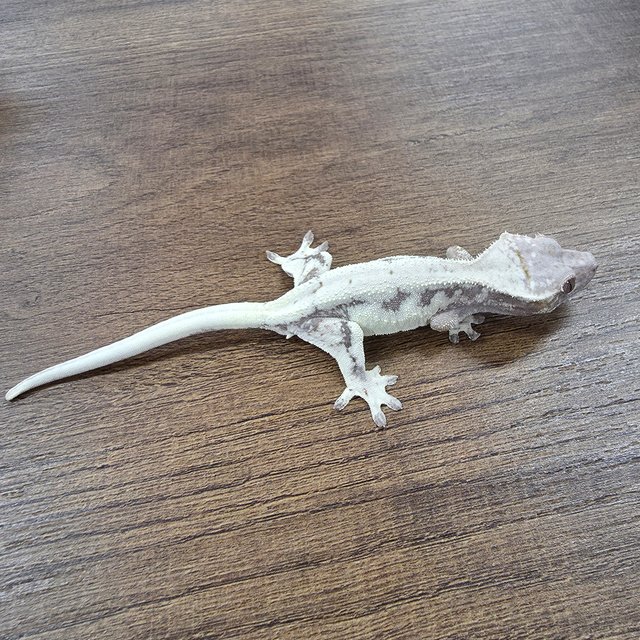 릴리 세이블 100%헷아잔틱 릴리100%헷아잔틱 세이블