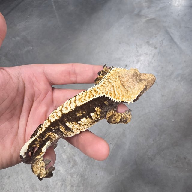 100% Het Axanthic