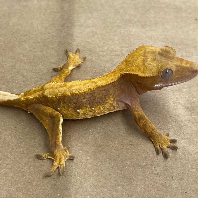 100% Het Axanthic