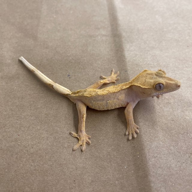 100% Het Axanthic