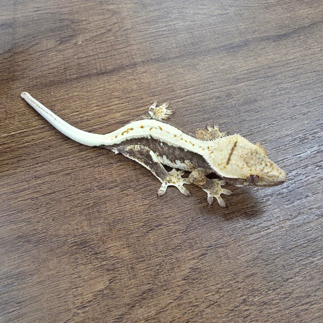 릴리100%헷아잔틱