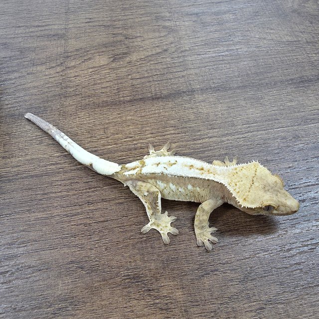 세이블 100%헷아잔틱