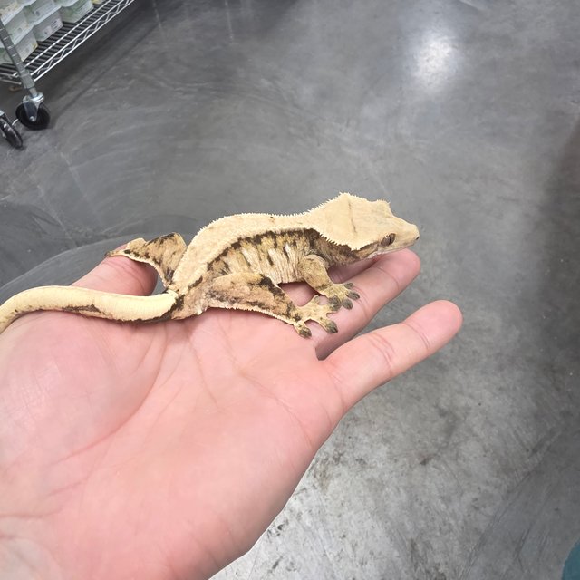 100% Het Axanthic