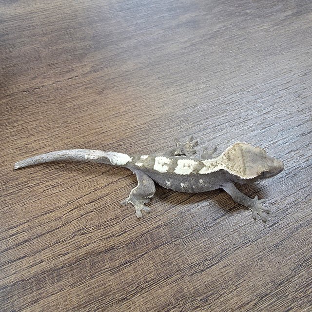 세이블 100%헷아잔틱