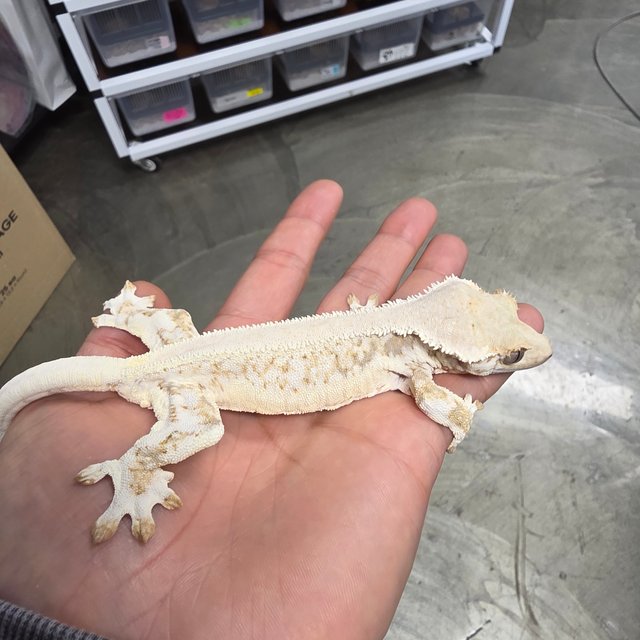 Lilly 100% Het Axanthic
