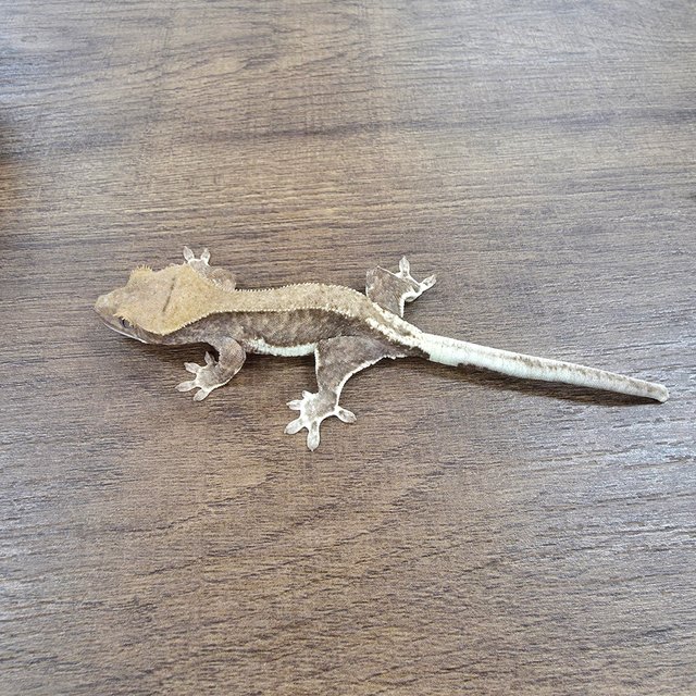 Lilly 100% Het Axanthic