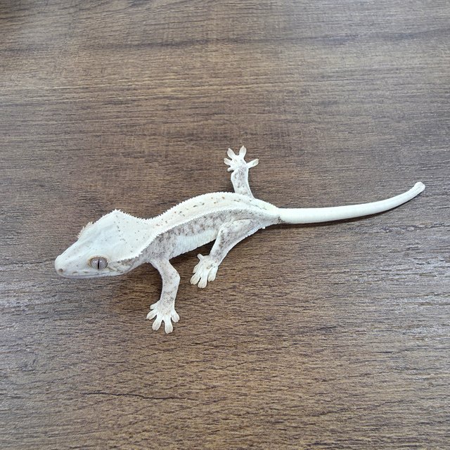 릴리100%헷아잔틱