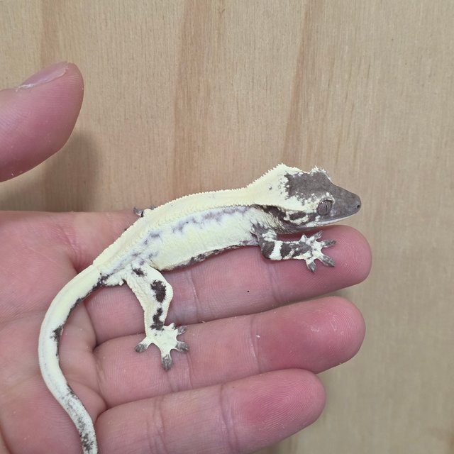 릴리 세이블 아잔틱 릴잔틱 세이블