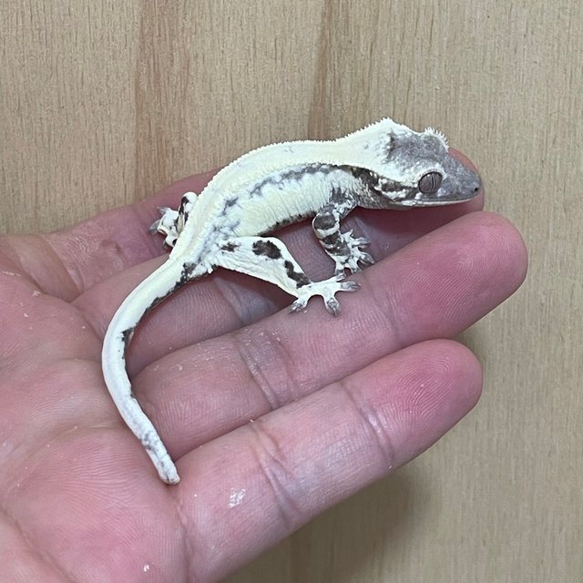 Lilly Axanthic Axanthic Sable LW Sable