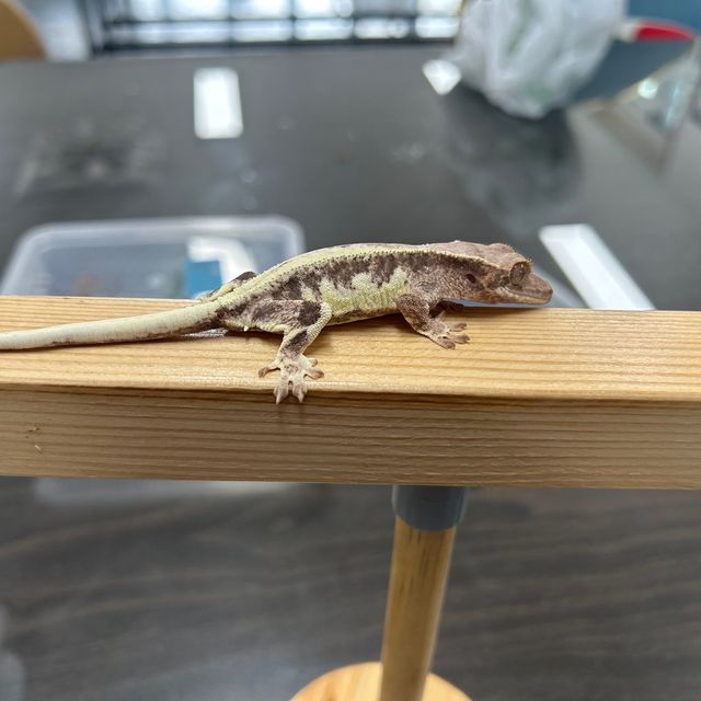 프라푸치노