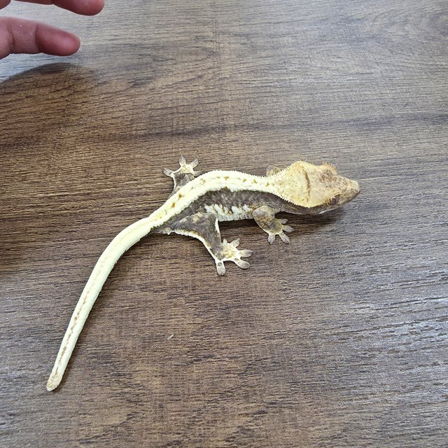 Lilly 100% Het Axanthic