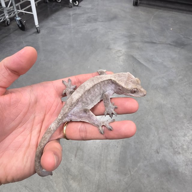 슈퍼 세이블 아잔틱