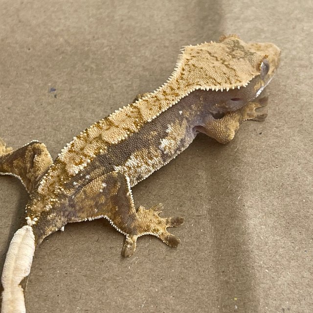100% Het Axanthic