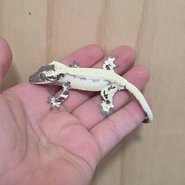 릴리 세이블 아잔틱 릴잔틱 세이블