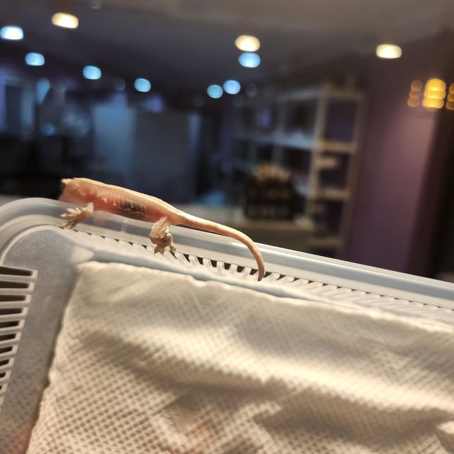 릴잔틱 아잔틱