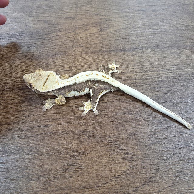 릴리100%헷아잔틱