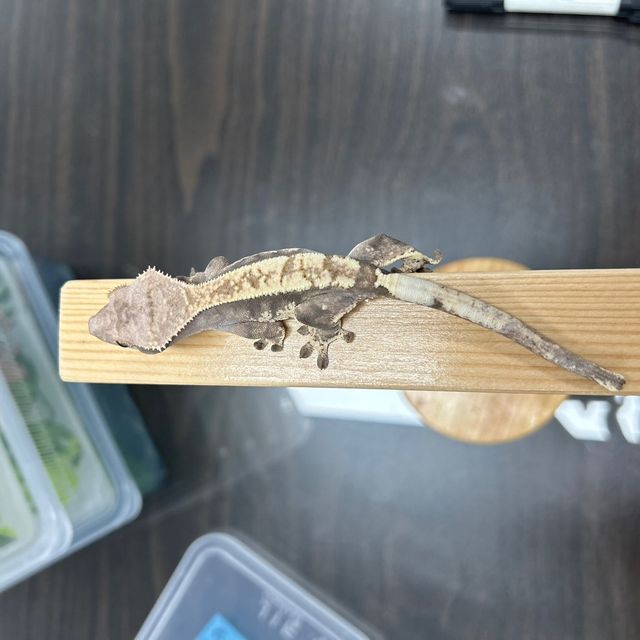 카푸치노