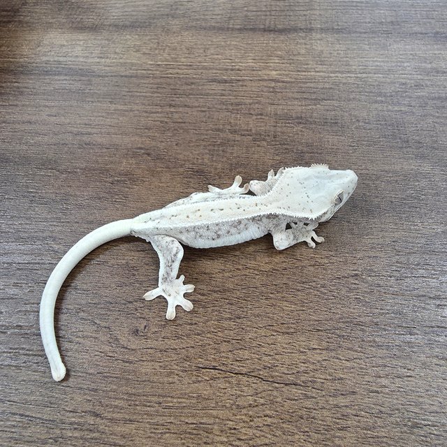 릴리100%헷아잔틱