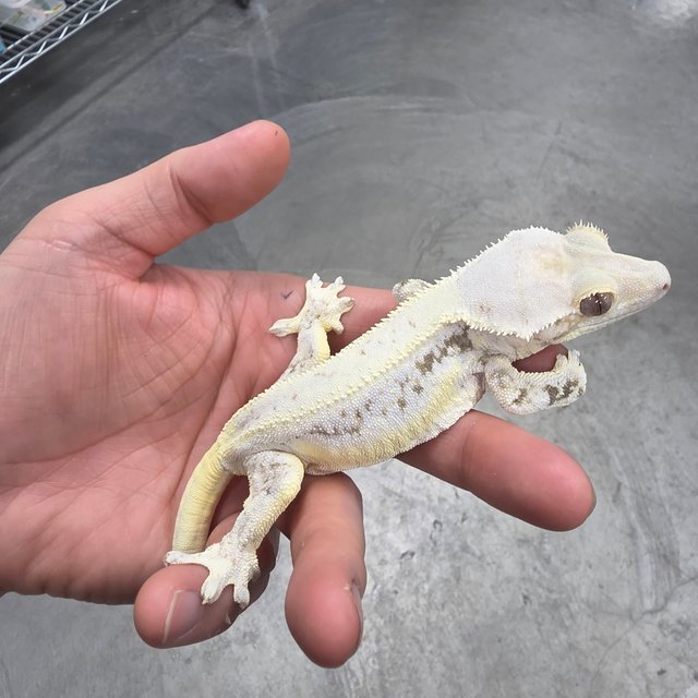 Lilly 100% Het Axanthic