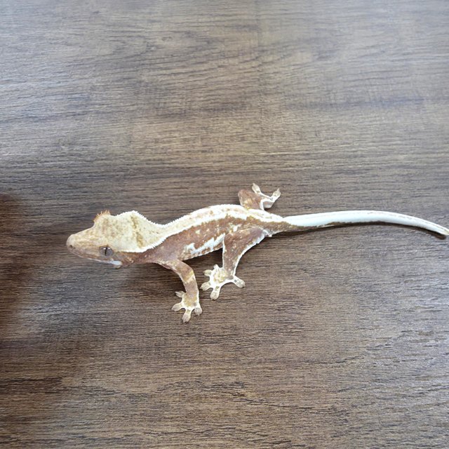 Lilly 100% Het Axanthic