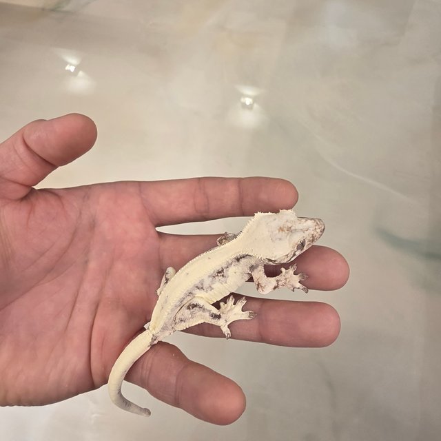 LW Sable 100% Het Axanthic