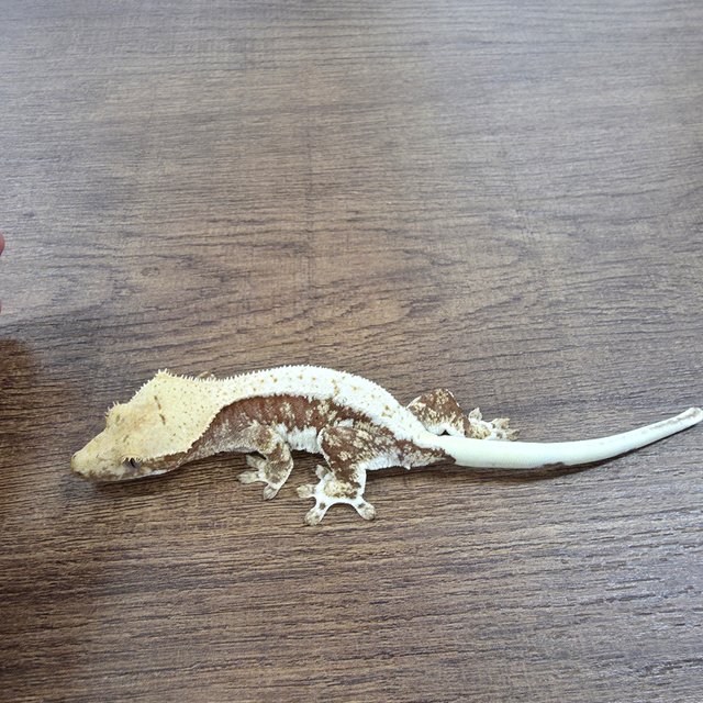 릴리100%헷아잔틱