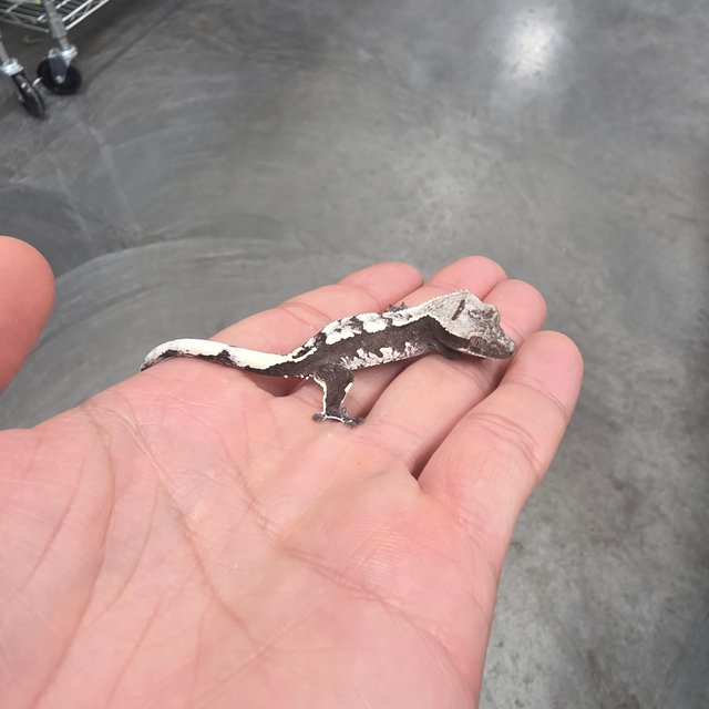 Axanthic