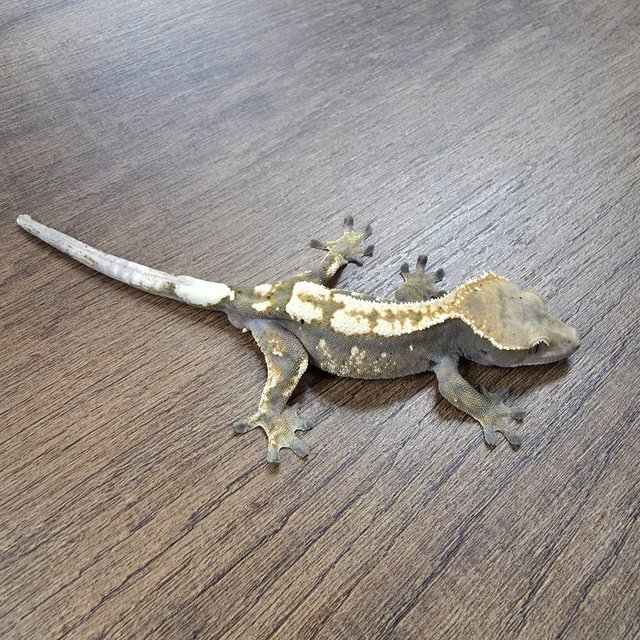 세이블 100%헷아잔틱